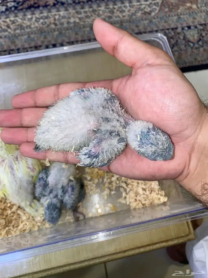 فروخ ببغاء كويكر غر ( تم البيع ) 6