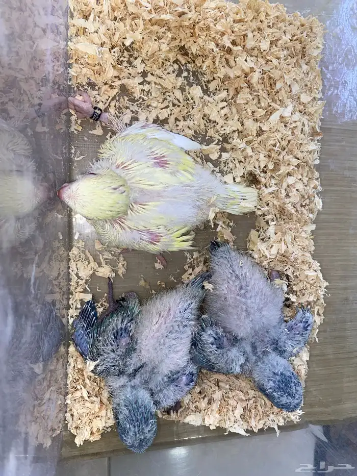 فروخ ببغاء كويكر غر ( تم البيع ) 8