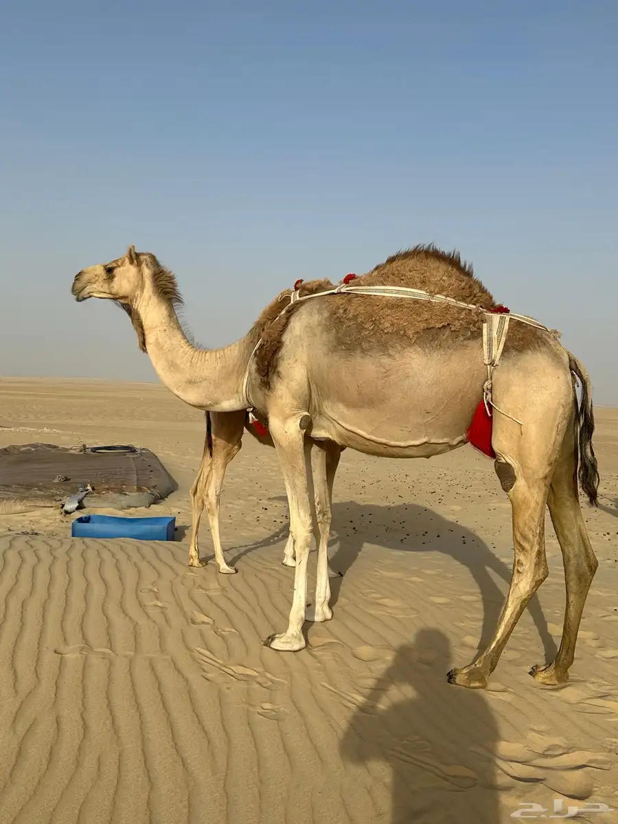 عمانيه خلفه منيح تم البيع خارج الموقع 1