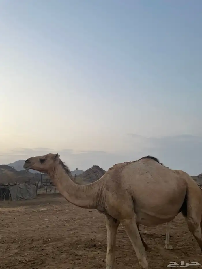 ناقة عادية 2