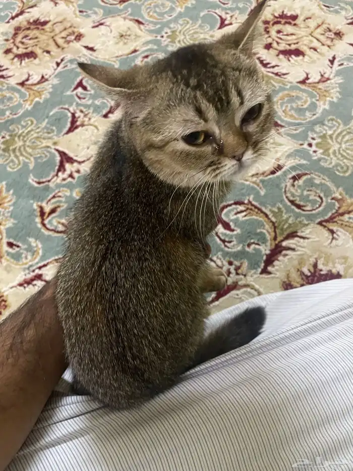 قطط 1