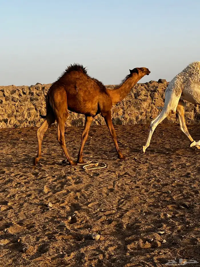 قعود ولد عبدان فحل مناسبه طيبه عليه سوم 20الف للتواصل واتس 1