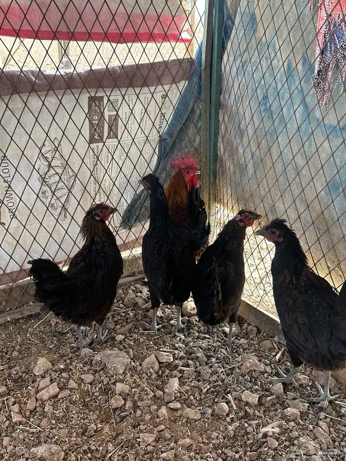 للبيع دجاج فيومي ذهبي 2