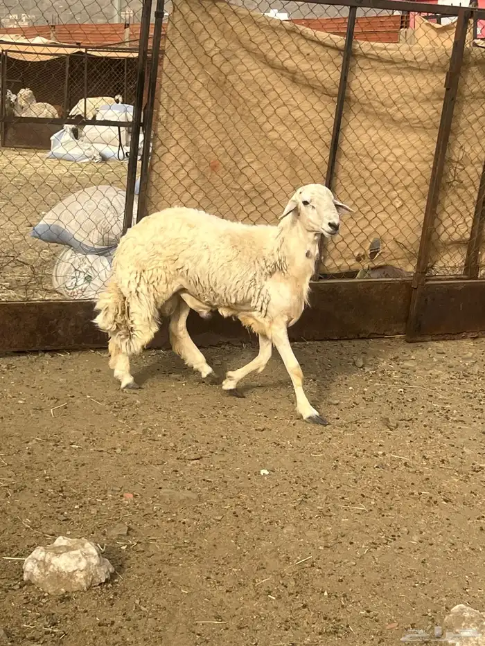 طلي فاخر اضحيه 2