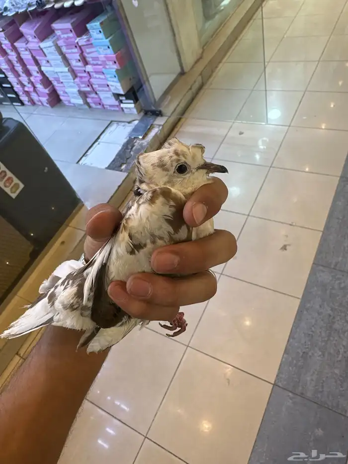 يمامه 2