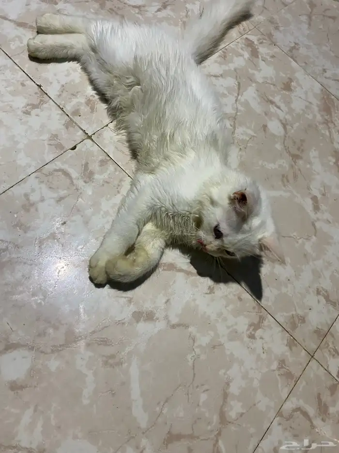 قط ذكر هملايا 2