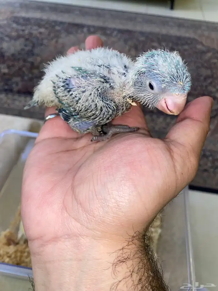 فروخ ببغاء كويكر غر ( تم البيع ) 4