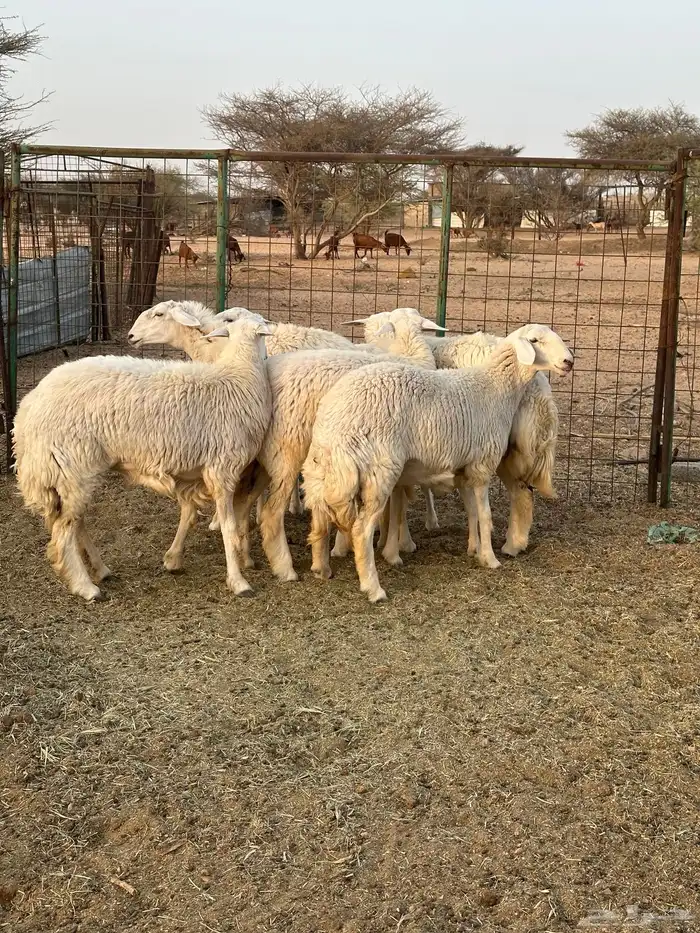 رخال جذع ضحايا 5