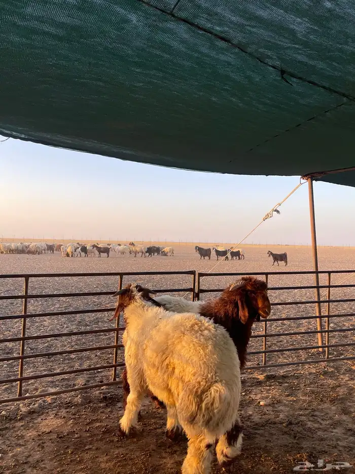 ضحايا بريه طيبه 7