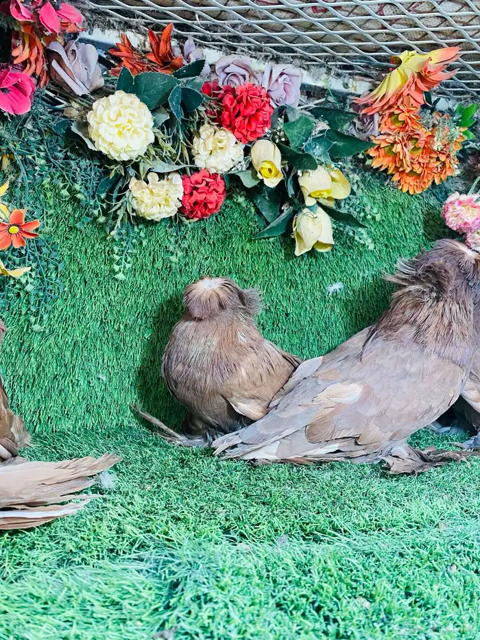 للبيع مجموعة بخارات حمر 12