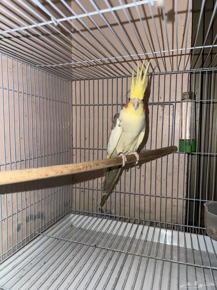 ذكر كروان منتج 0