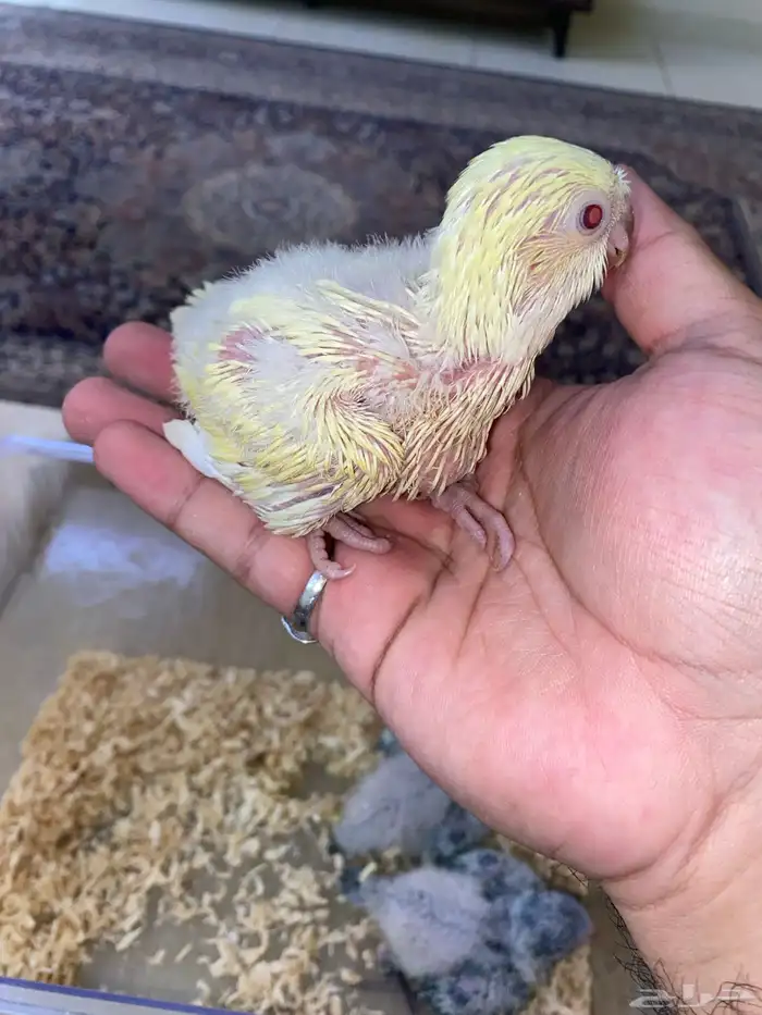 فروخ ببغاء كويكر غر ( تم البيع ) 1