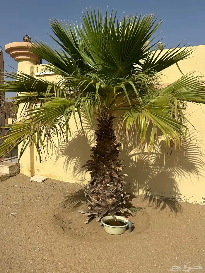 نخل زينه واشنطن للبيع 1