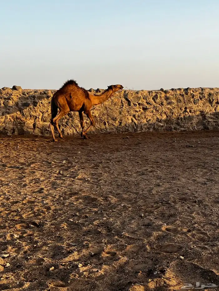 قعود ولد عبدان فحل مناسبه طيبه عليه سوم 20الف للتواصل واتس 2