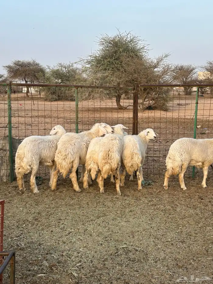 رخال جذع ضحايا 6
