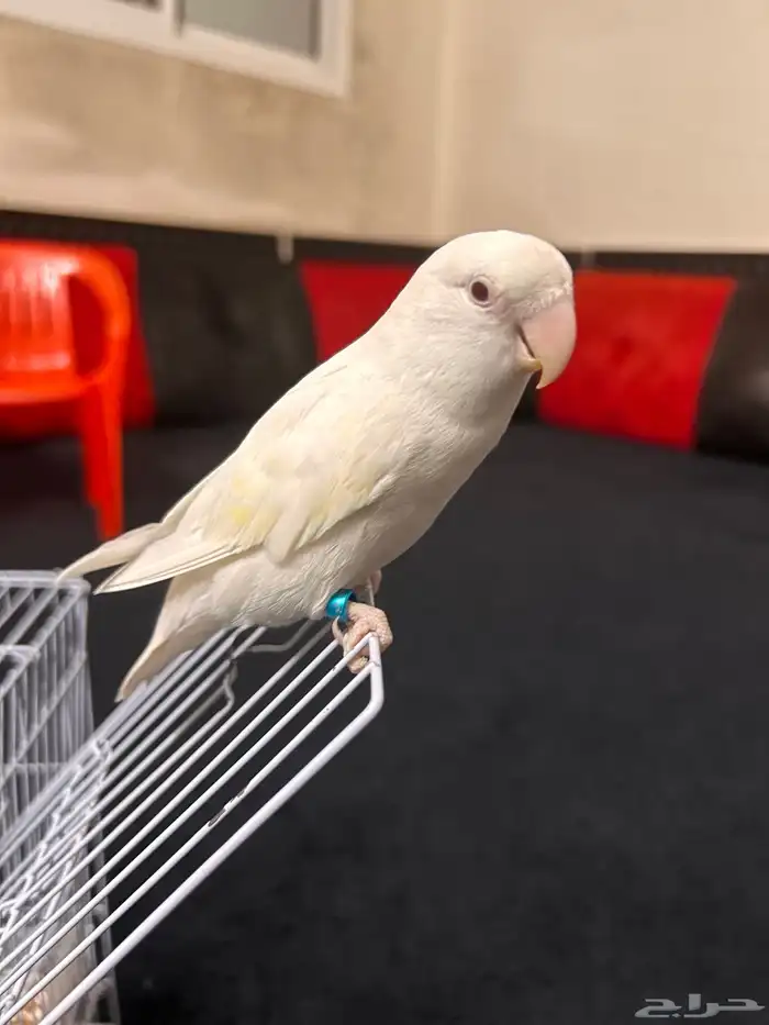 عصفور روز اليف ابيض 0