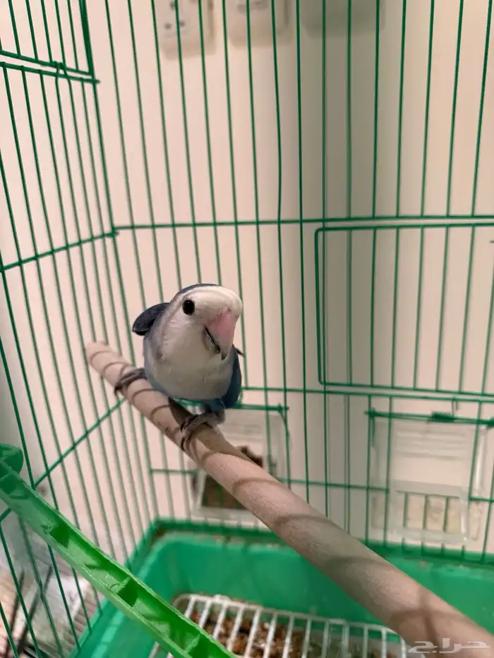 طير روز غير اليف للانتاج ورجله معاقة من الولادة 1