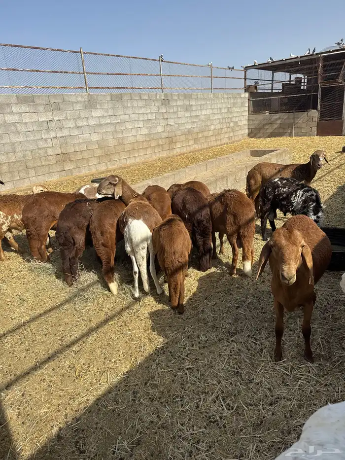 سواكن مرابي طيبة أعمارها 7- 8شهور طيبة بالحيل 0