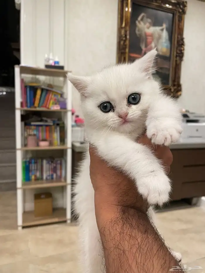 كتن بيور برتش للبيع 3