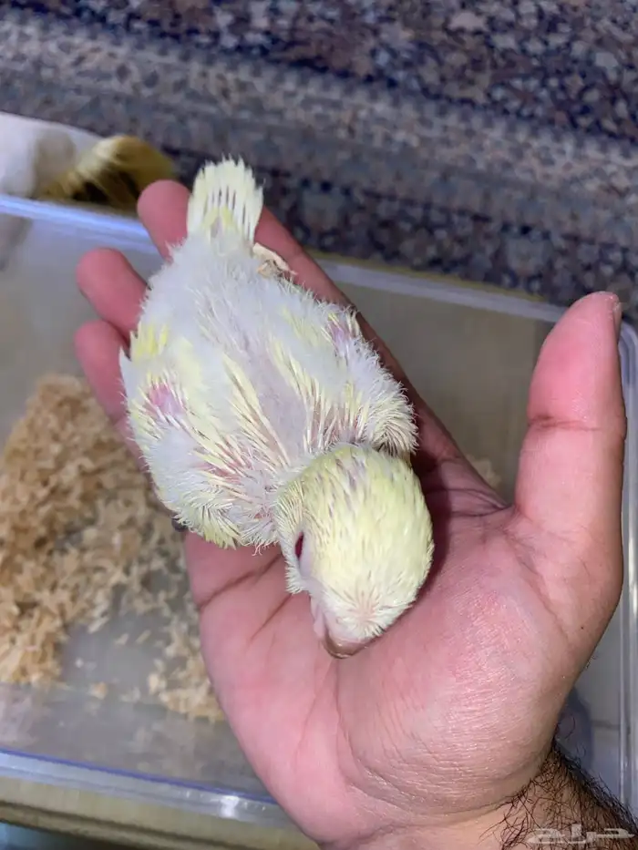 فروخ ببغاء كويكر غر ( تم البيع ) 2