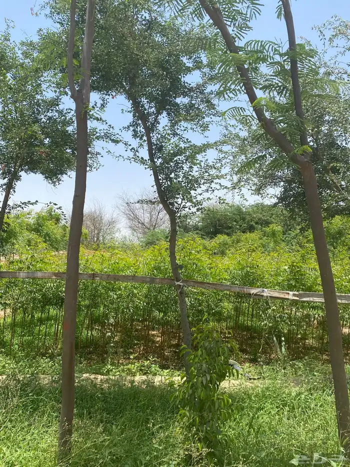اشجار لوز هندي سمكات من بوصة الى2 7