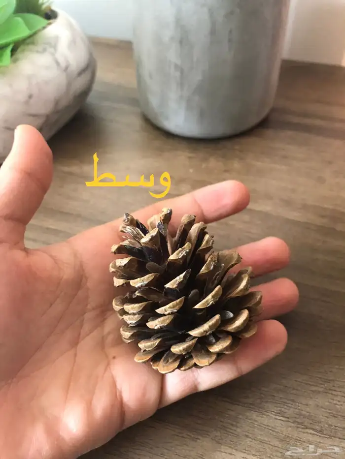 بذور صنوبر زينة للاحواض 2