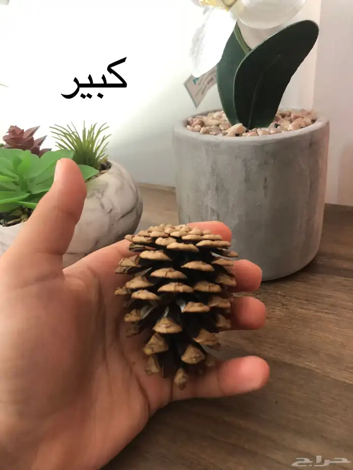 بذور صنوبر زينة للاحواض 1