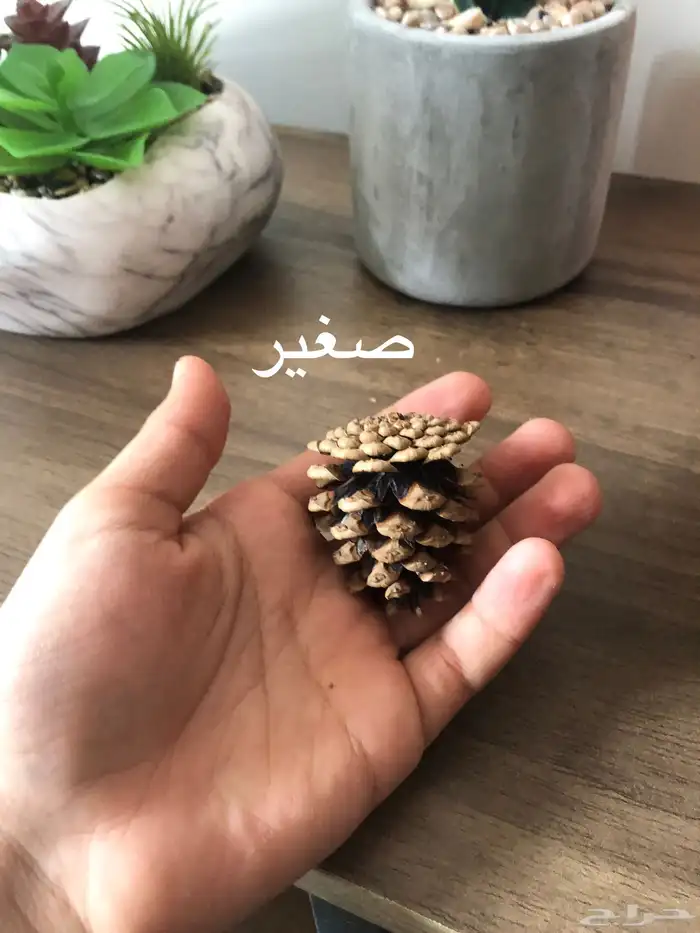 بذور صنوبر زينة للاحواض 3