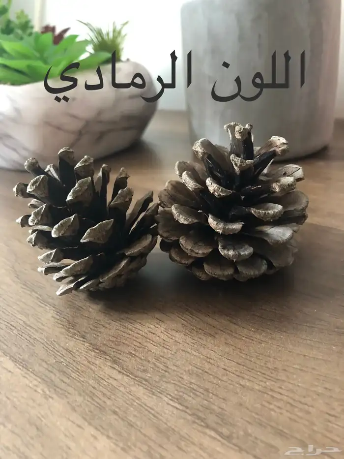 بذور صنوبر زينة للاحواض 5