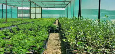 شتلات للبيع متنوعة زينة وبرية 9