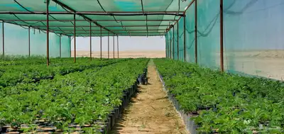 شتلات للبيع متنوعة زينة وبرية 3