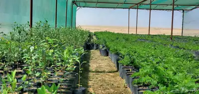 شتلات للبيع متنوعة زينة وبرية 7
