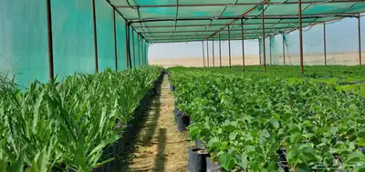 شتلات للبيع متنوعة زينة وبرية 6