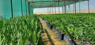 شتلات للبيع متنوعة زينة وبرية 4