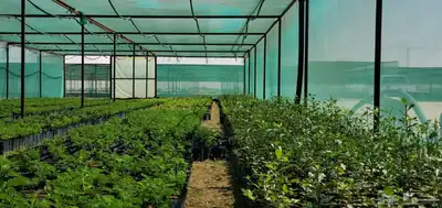 شتلات للبيع متنوعة زينة وبرية 14