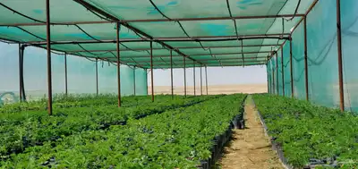 شتلات للبيع متنوعة زينة وبرية 2