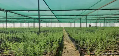 شتلات للبيع متنوعة زينة وبرية 0