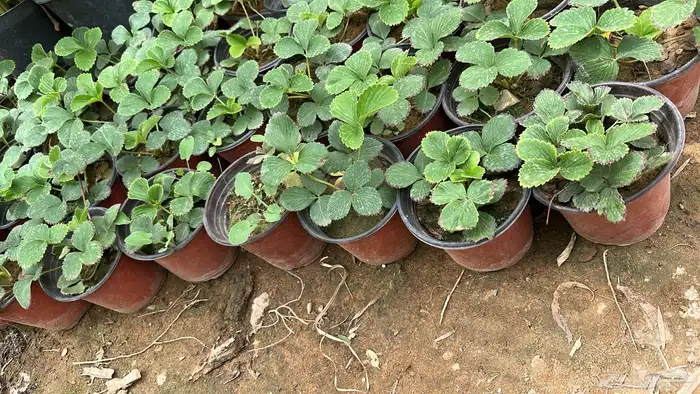 تنسيق حدائق زراعة شتلات شتلات زينه أشجار زينة .أشجار ظل 0