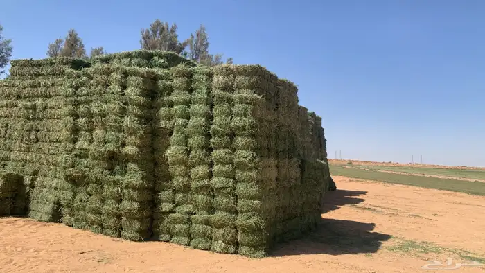 ذره و برسيم اعلاف 1