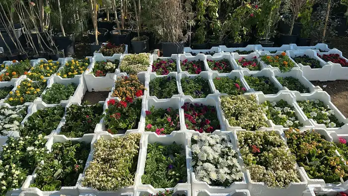 تنسيق حدائق زراعة شتلات شتلات زينه أشجار زينة .أشجار ظل 26