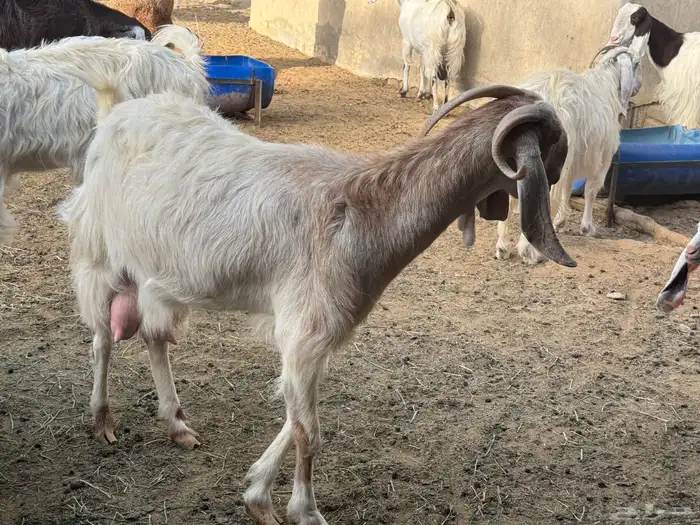 ابو تركي جاكم ليلة عرفة بعروض معزى وبط وأسعار حلوة بالخرج 6