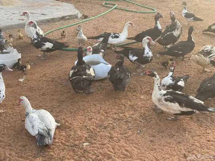 ابو تركي جاكم ليلة عرفة بعروض معزى وبط وأسعار حلوة بالخرج 16