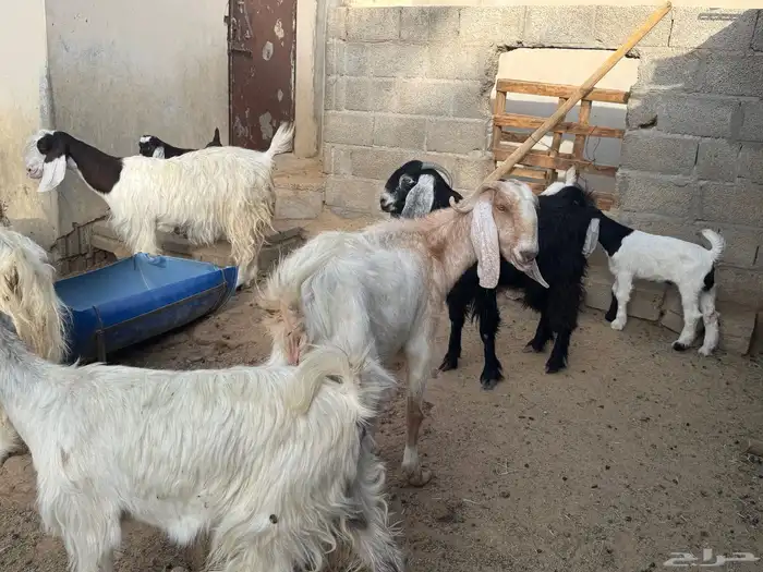 ابو تركي جاكم ليلة عرفة بعروض معزى وبط وأسعار حلوة بالخرج 3