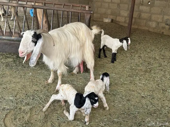 ابو تركي جاكم ليلة عرفة بعروض معزى وبط وأسعار حلوة بالخرج 8