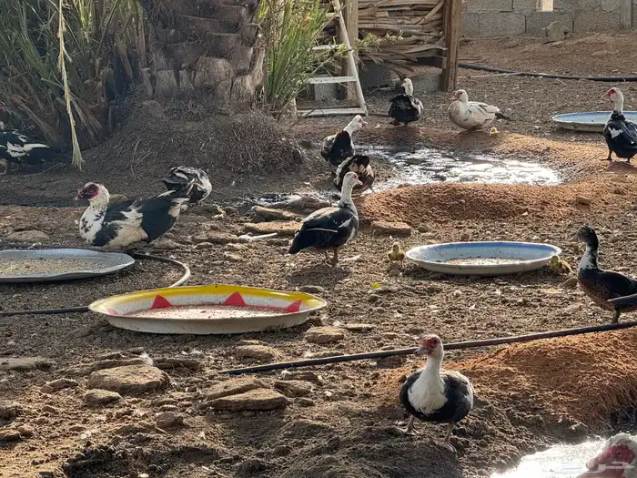 ابو تركي جاكم ليلة عرفة بعروض معزى وبط وأسعار حلوة بالخرج 12