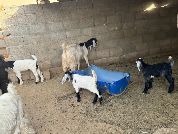 ابو تركي جاكم ليلة عرفة بعروض معزى وبط وأسعار حلوة بالخرج 4