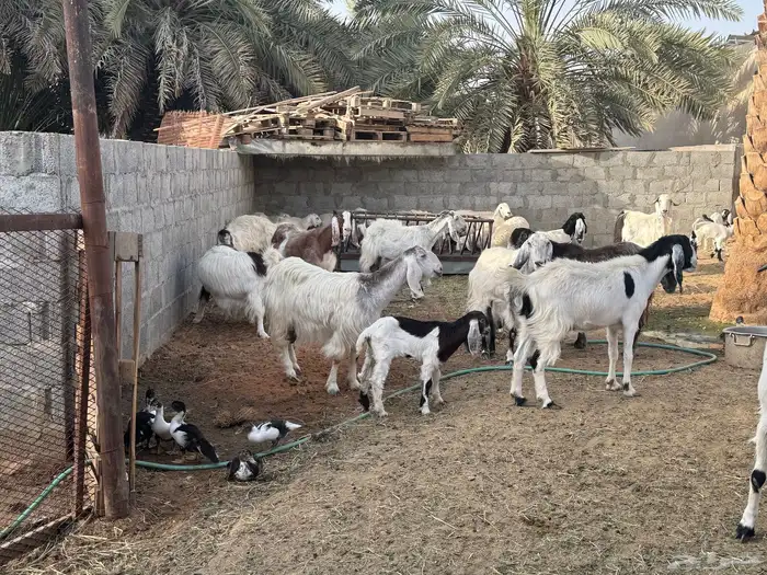 ابو تركي جاكم ليلة عرفة بعروض معزى وبط وأسعار حلوة بالخرج 2