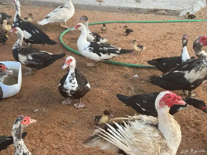 ابو تركي جاكم ليلة عرفة بعروض معزى وبط وأسعار حلوة بالخرج 15
