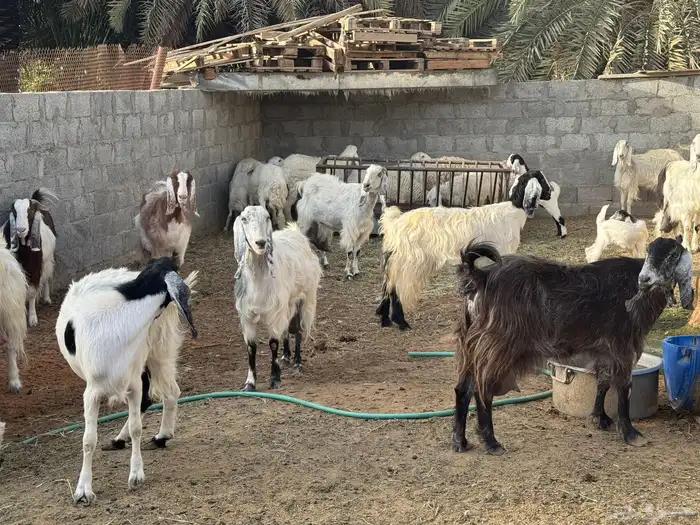 ابو تركي جاكم ليلة عرفة بعروض معزى وبط وأسعار حلوة بالخرج 7