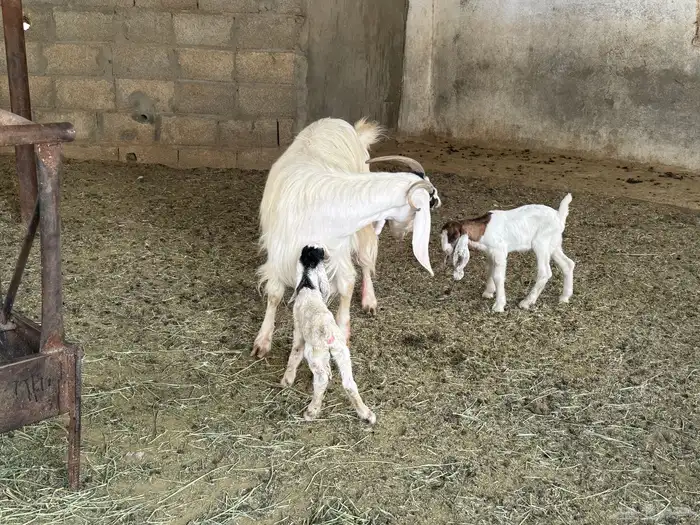 ابو تركي جاكم ليلة عرفة بعروض معزى وبط وأسعار حلوة بالخرج 0